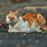 Maîtriser Git : Guide Complet pour les Développeurs