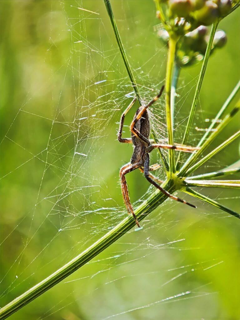 Décryptage du Web 3.0 : L'Internet Décentralisé de Demain